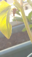 Leptoglossus occidentalis