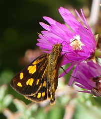 Metisella metis paris
