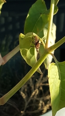 Leptoglossus occidentalis