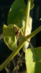 Leptoglossus occidentalis