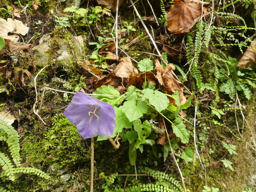 Image of Campanula carpatica by (c) kalopsia, some rights reserved (CC BY)