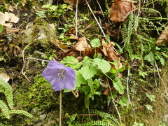 Campanula carpatica