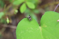 Dendryphantes zygoballoides