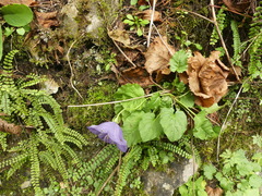 Campanula carpatica
