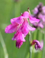 Gladiolus illyricus