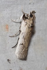 Melitara subumbrella