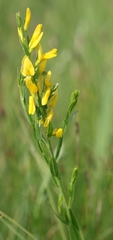 Genista tinctoria