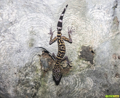 Goniurosaurus catbaensis
