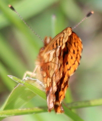 Boloria epithore