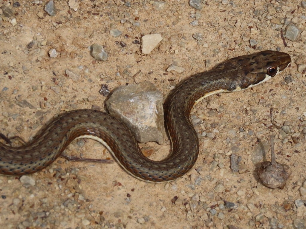 Karoo Sand Snake (Reptiles of Botswana) · iNaturalist