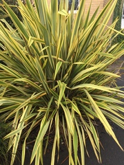 Phormium tenax