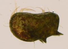 Pseudocypris spinosa
