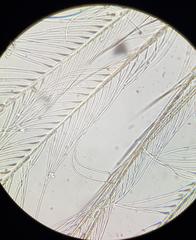 Pseudocypris spinosa