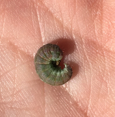 Microhelia angelica
