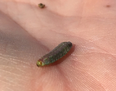 Microhelia angelica