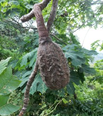 Cedrela salvadorensis