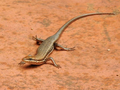 Variable Skink
