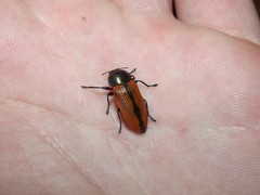 Castiarina viridolinea