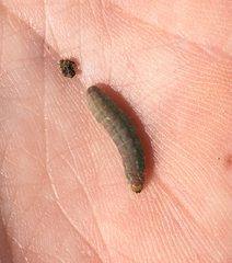 Microhelia angelica
