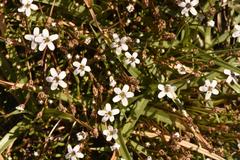 Limosella longiflora