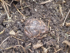 Pelobates vespertinus