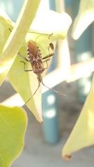 Leptoglossus occidentalis