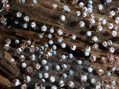 Physarum globuliferum