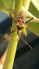 Leptoglossus occidentalis
