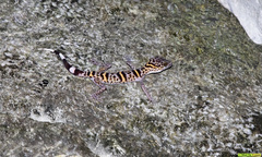 Goniurosaurus catbaensis