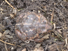 Pelobates vespertinus