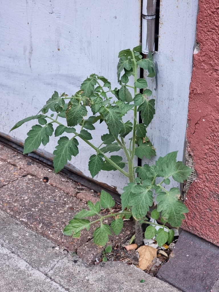 Solanum lycopersicum