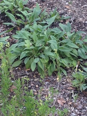Salvia pentstemonoides
