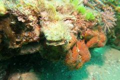 Malleidae