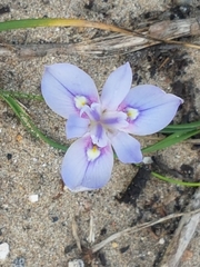 Moraea australis