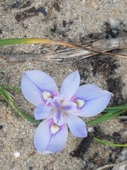 Moraea australis