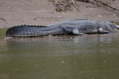 Melanosuchus niger