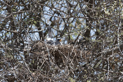 Melierax poliopterus