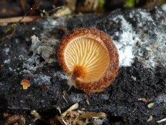 Phaeomarasmius