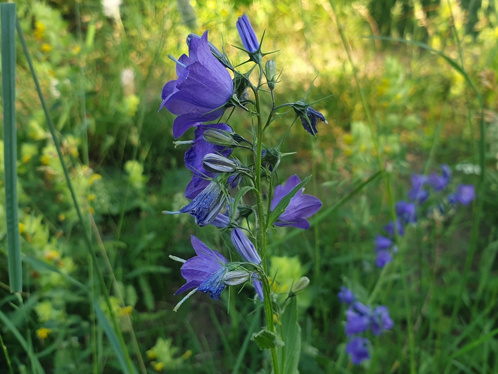 Campanula rhomboidalis; photograph (c) Clément Maouche, some rights reserved (CC BY)