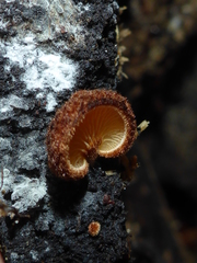 Phaeomarasmius