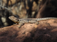 Ctenophorus modestus