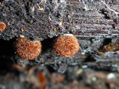 Phaeomarasmius