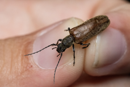 Sparedrus testaceus, 2025-06-09