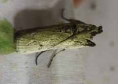 Melitara subumbrella