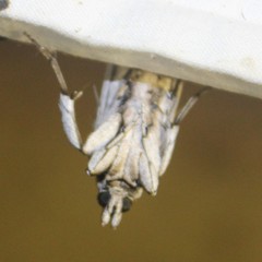 Melitara subumbrella