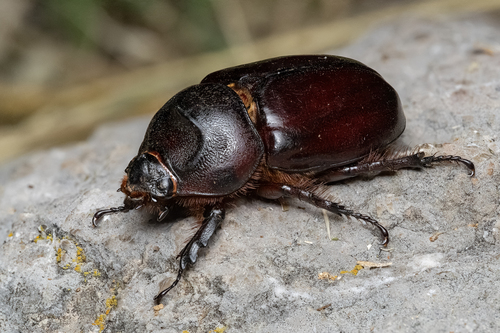 Scarabeo rinoceronte