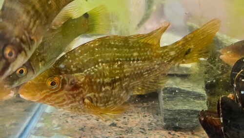 Symphodus melops