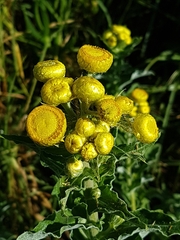 Helichrysum foetidum