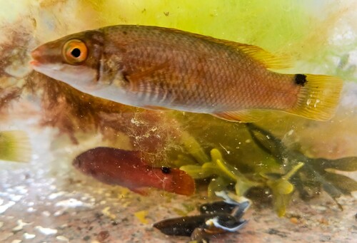 Ctenolabrus rupestris