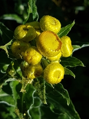 Helichrysum foetidum